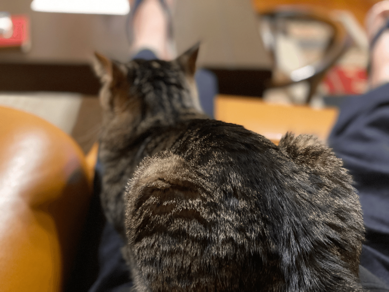 猫は珍しくぼくの膝の上で香箱座り Nao Note