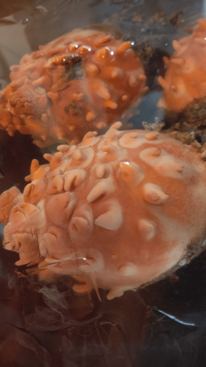 青森 ホヤランプを作ってみた話 酔処みねのみね Note