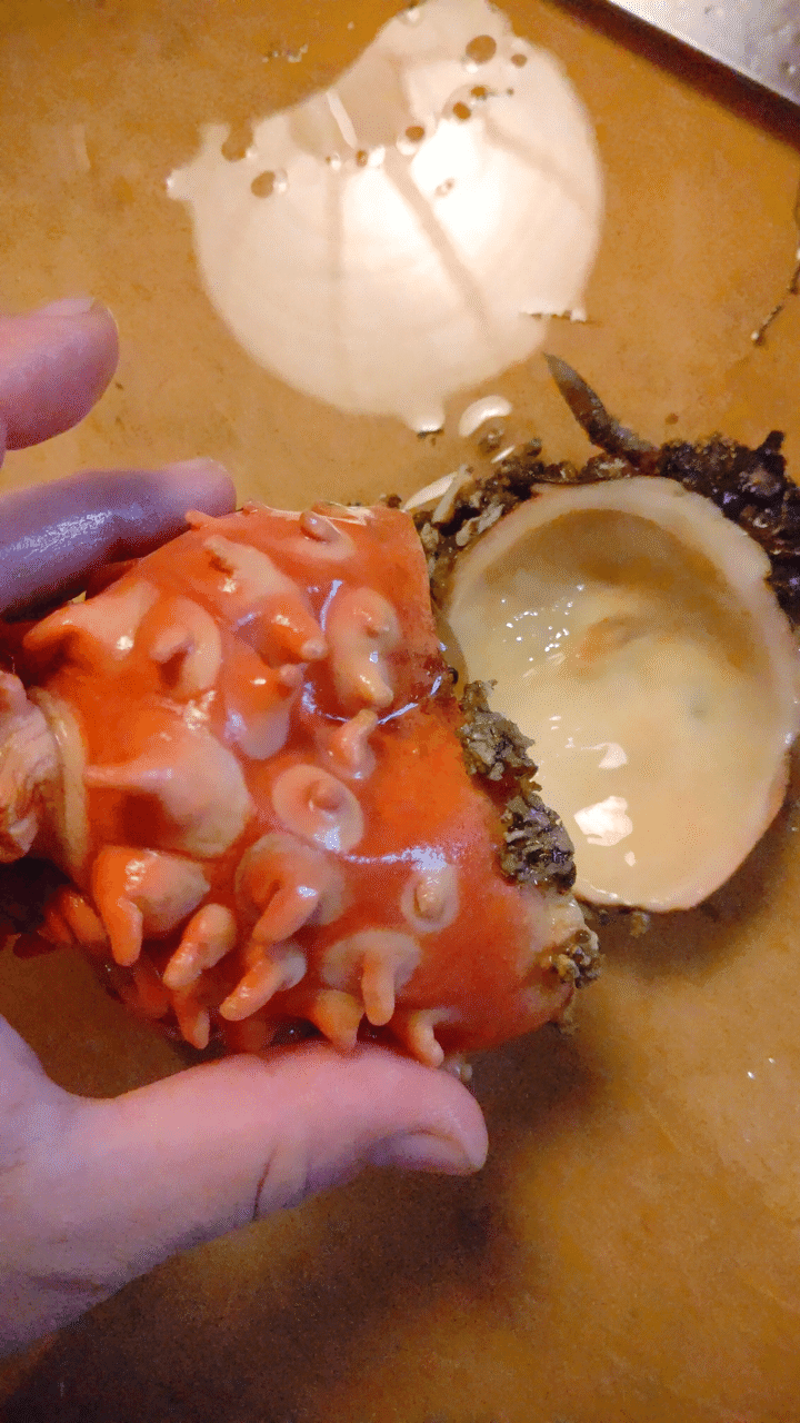 青森 ホヤランプを作ってみた話 酔処みねのみね Note