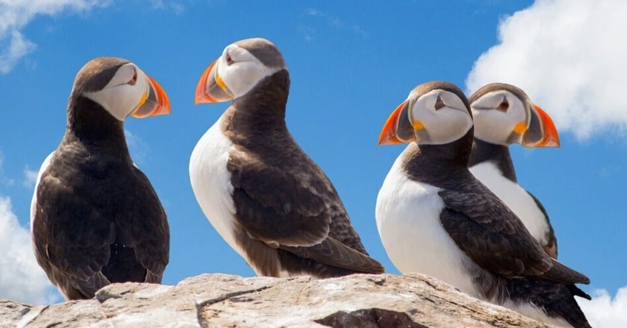 空を飛ぶペンギンが実在する!?パフィンの生態とおすすめの観察スポット