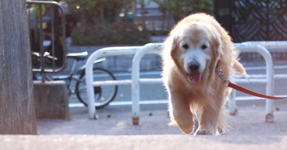 ゴールデンレトリバーの飼い主はクセが強い 写真は呼吸 こさいたろ Note