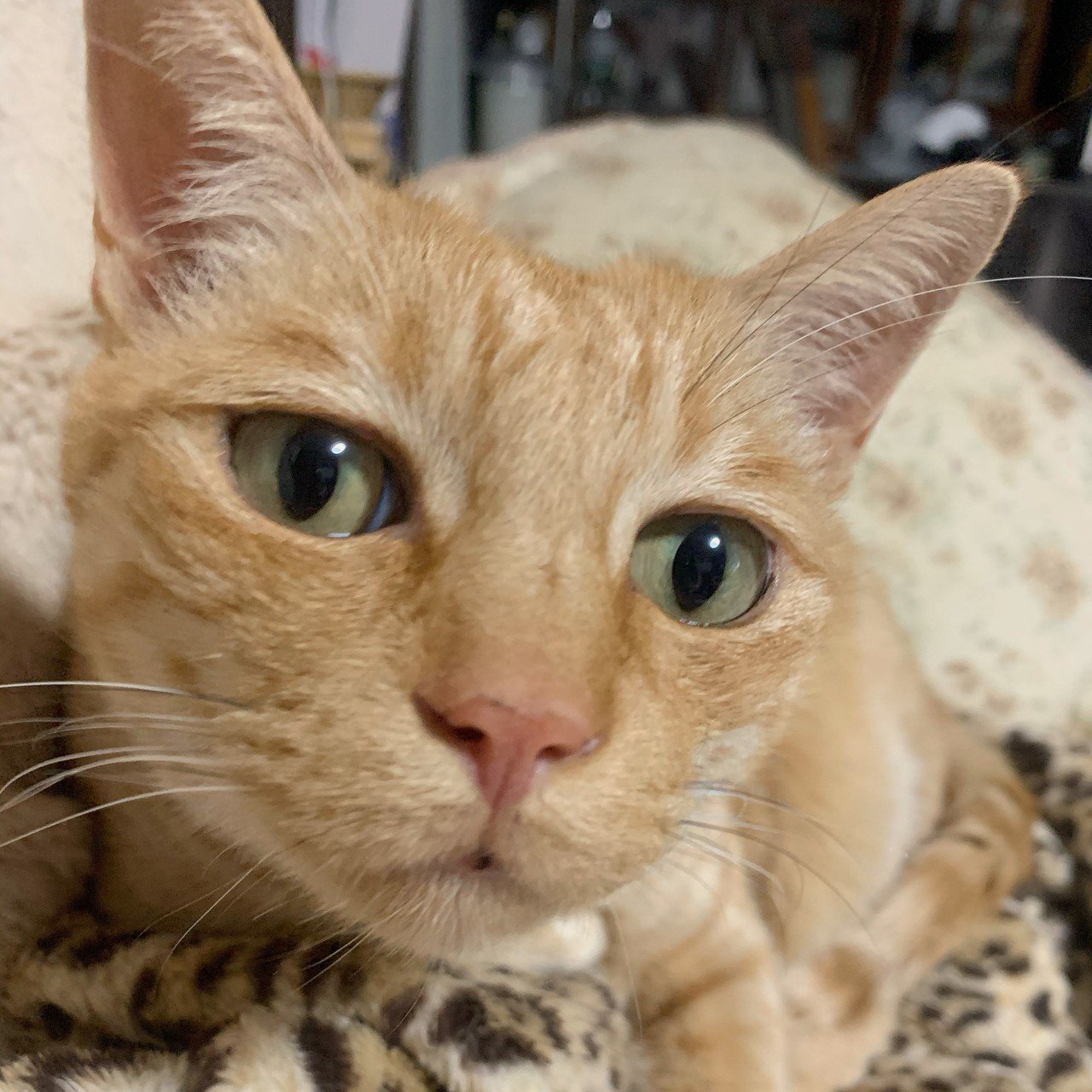 猫ちゃんの支出｜咲え｜note