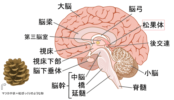 松果体の場所