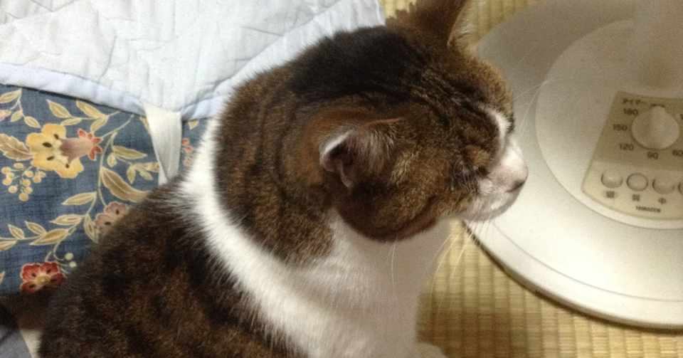 別れてから気付いた 猫様にわたしたちは守られていたのだ ぐるり Note
