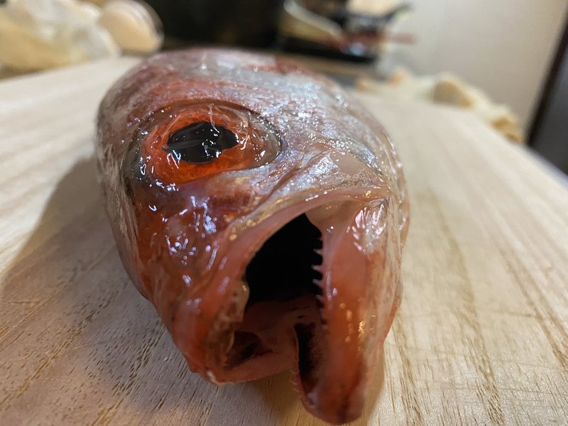 北陸の名物ノドグロを捌く Noriaki Kawanishi 半農デザイナー Note 北陸の名物ノドグロを捌く Noriaki Kawanishi 半農デザイナー Note