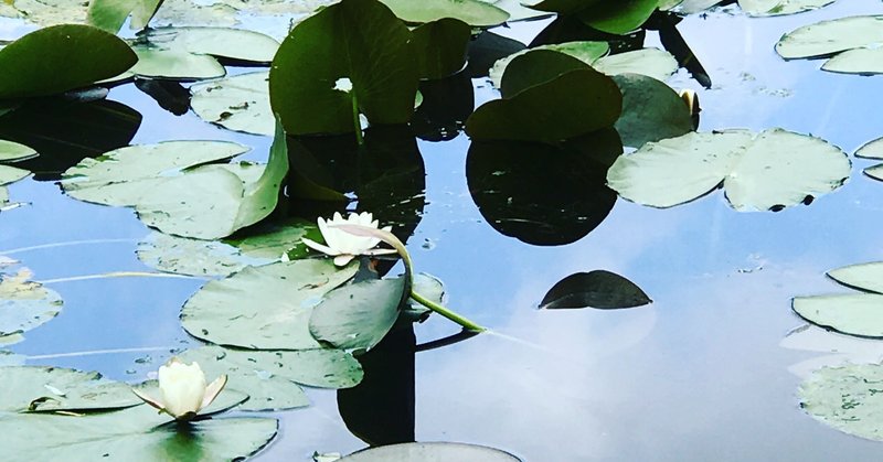 睡蓮の池に佇む幸せ モネ の家と庭園 サン ラザール駅から電車に乗ってジヴェルニーへ 村山里美 パリ在住 58歳から単身パリへ移住 アラカンdeパリ Note