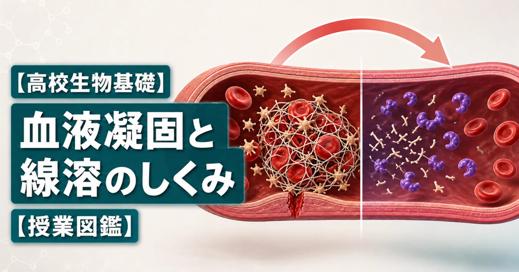 高校生物基礎】血液凝固と線溶のしくみ【授業図鑑】｜YUM（ユム）