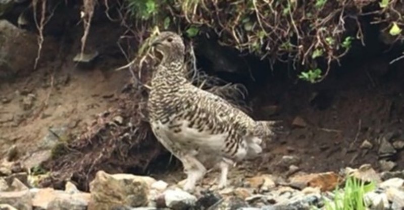 山に一目惚れした今日の天気は 雷鳥のち雷雨 山ごもりの夏休み のりまき Note