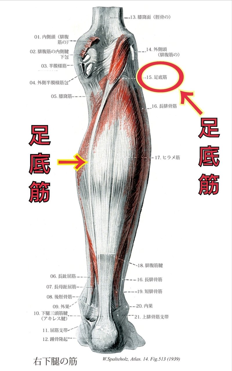 歩くときに足の裏 かかとが痛い セントラル整骨院 鍼灸院 Note 歩くときに足の裏 かかとが痛い セントラル整骨院 鍼灸院 Note
