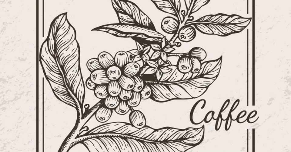 コーヒーノキってなんぞや Week 2 コーヒーの学び Bloom Both Coffee Note