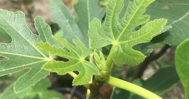 イチジク 成長記録 世界のいちじく育てよう まるはち果実園 Note