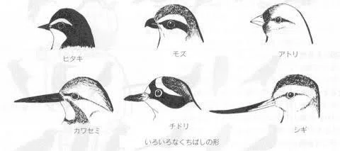 第1160回 鳥のクチバシ 翆野 大地 Note 第1160回 鳥のクチバシ 翆野 大地 Note