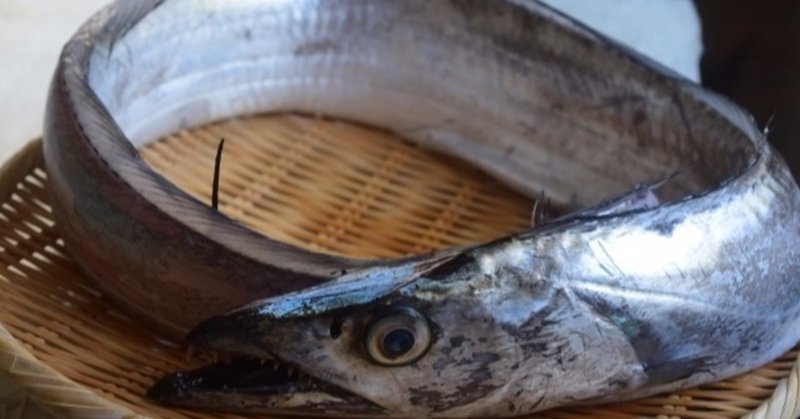太刀魚の旬の時期 季節はいつ 栄養価と選び方 若手料理人ゆう Note