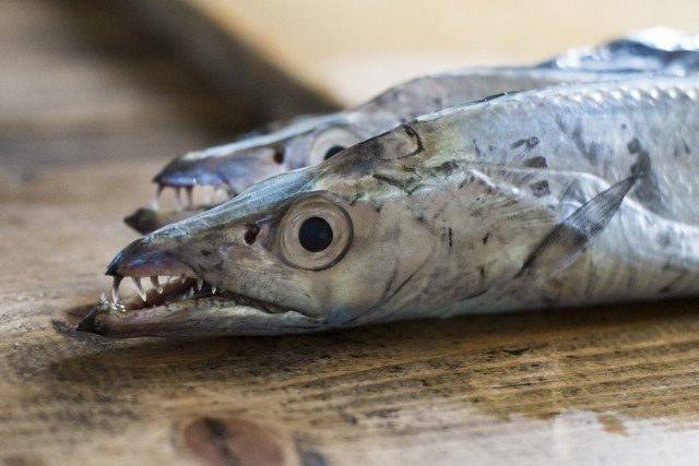 太刀魚の旬の時期 季節はいつ 栄養価と選び方 出張料理人村上勇気 Note