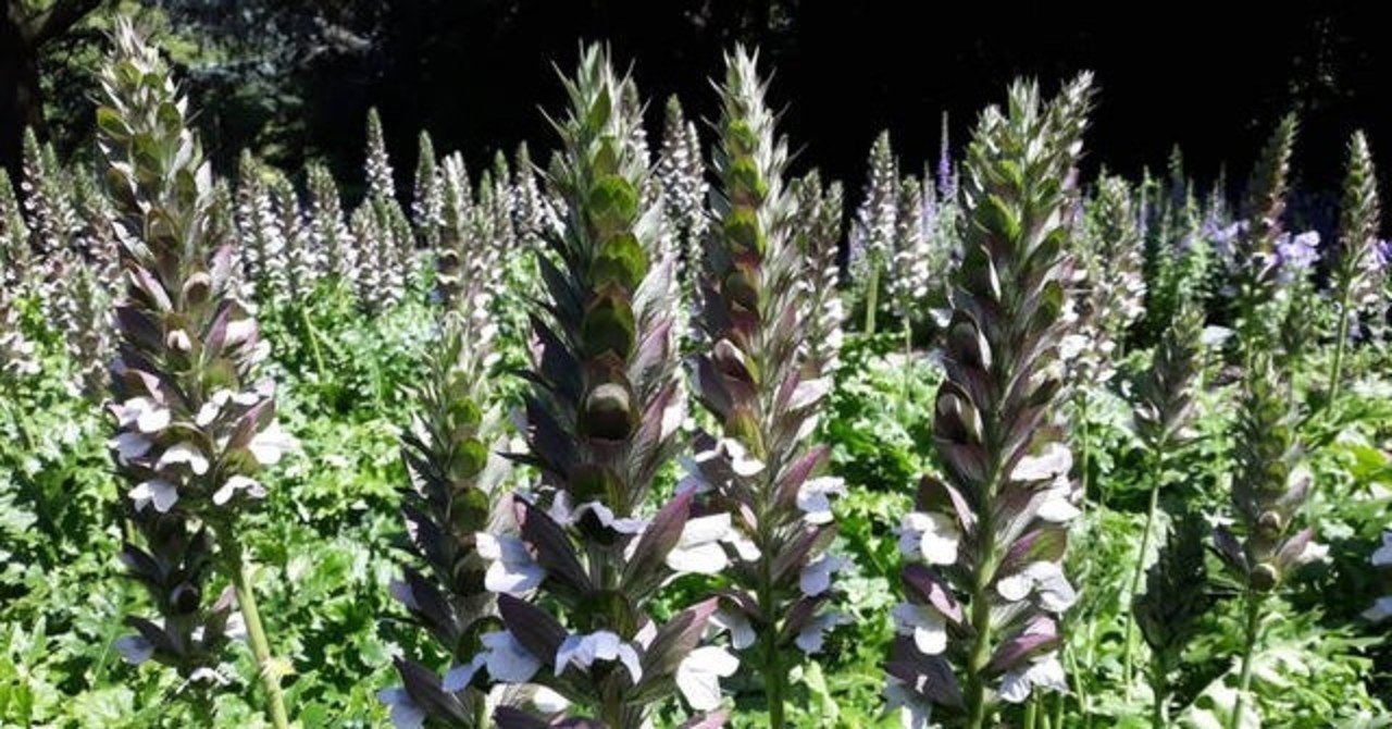 東京アダージョ-日本画家-佐藤土筆の奇妙な話｜artoday - chiaki