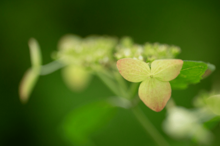 なくなると

気づくもの

とても

大きい

#花　#幸せ　#こころ　#あなたの応援団　#写真　#フォトポエム　#フォトポエムカウンセラー