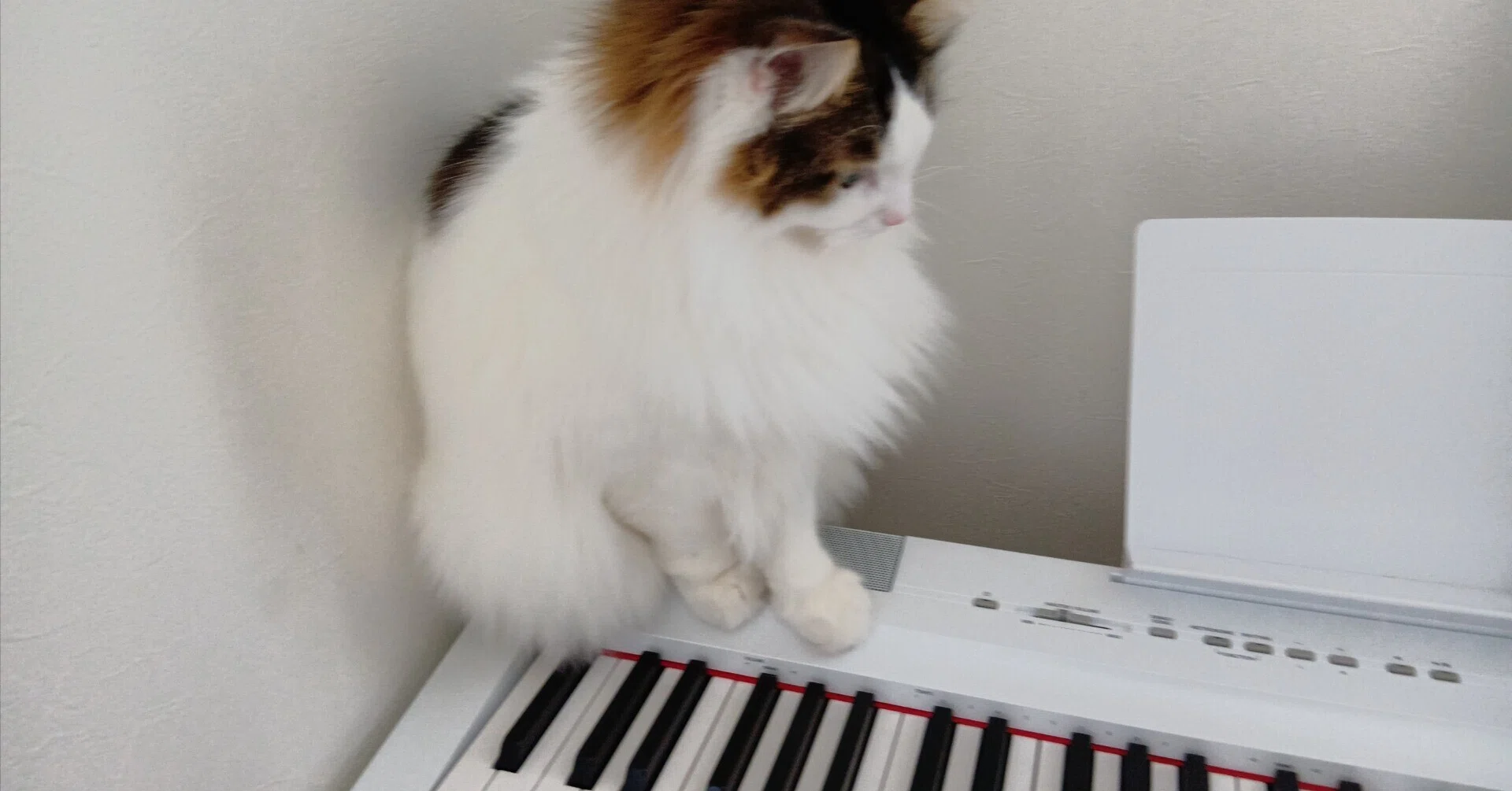 猫たちのスウィング｜niconeko🐾