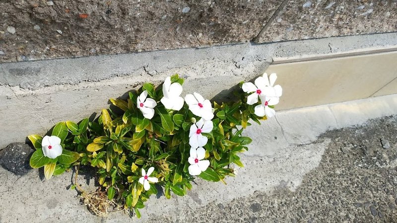 道路の花