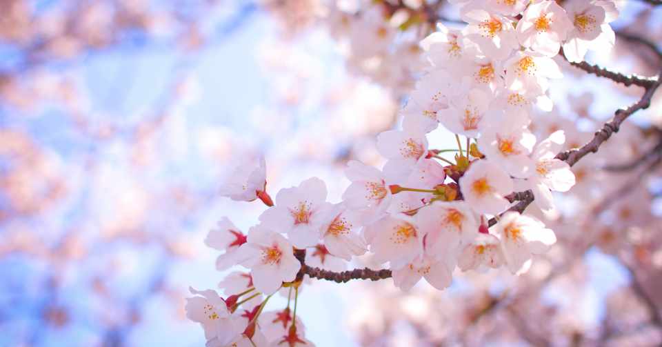 ありがとう ゴキブリ 愛しているわ 殺すけど 夏のゴキブリ研究 3 おせきはん Note