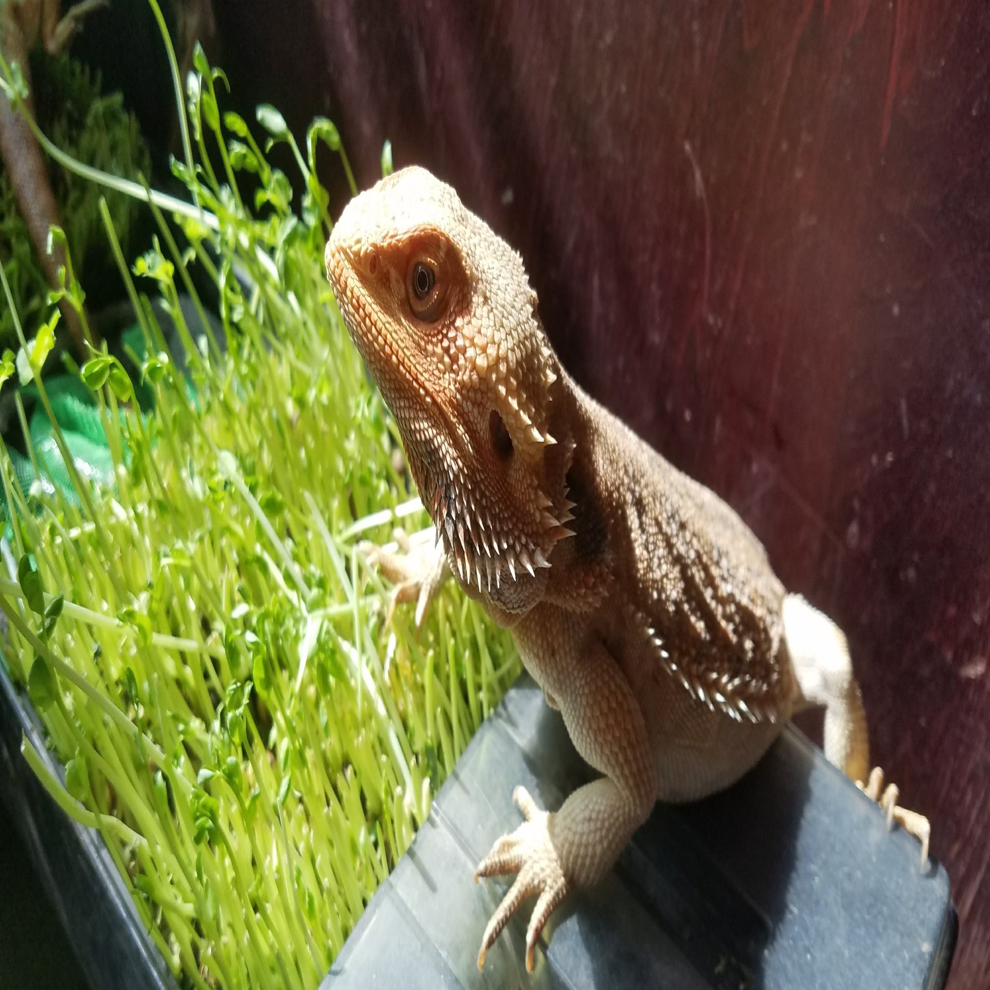 横浜の爬虫類カフェといえばココ 横浜亜熱帯茶館 が最高に癒された マツキノライフ Note