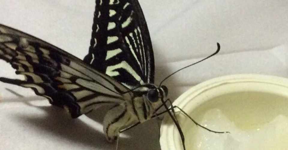 寝たきりアゲハを介護した日々のこと もやにゃん Note