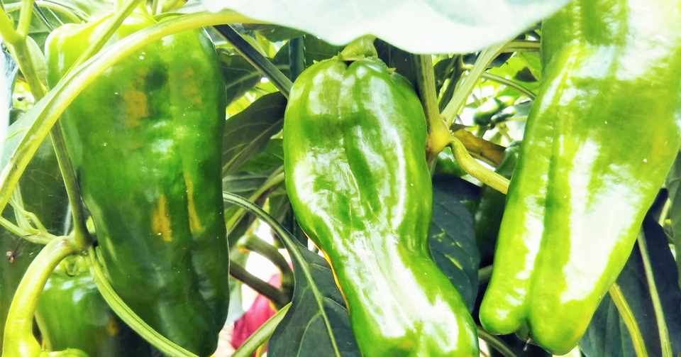 19 ピーマンは畑の太鼓 工藤直子 冷やしピーマン 詩を食べる ポエジオ食堂 Note