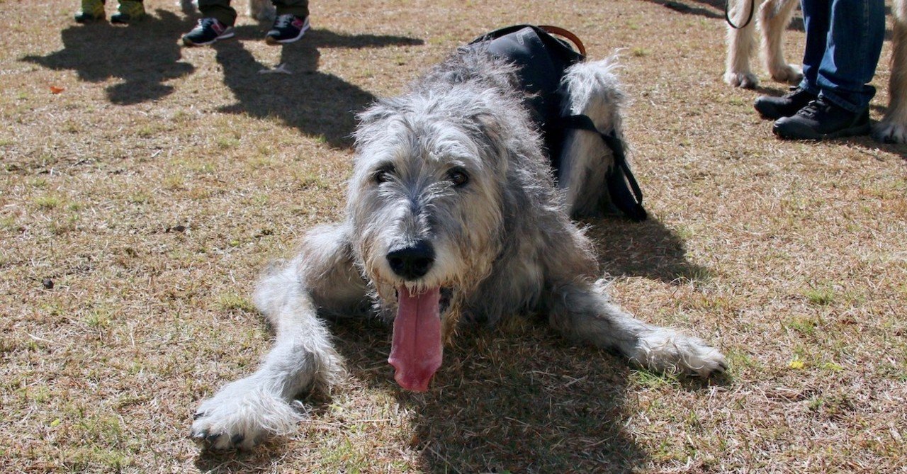 アイリッシュ ウルフハウンドの寿命 Ullibo Note アイリッシュ ウルフハウンドの寿命 Ullibo Note