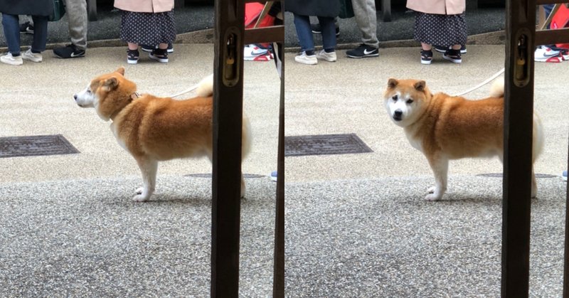 前世も犬の犬と 前世は人間の犬 Mei Note