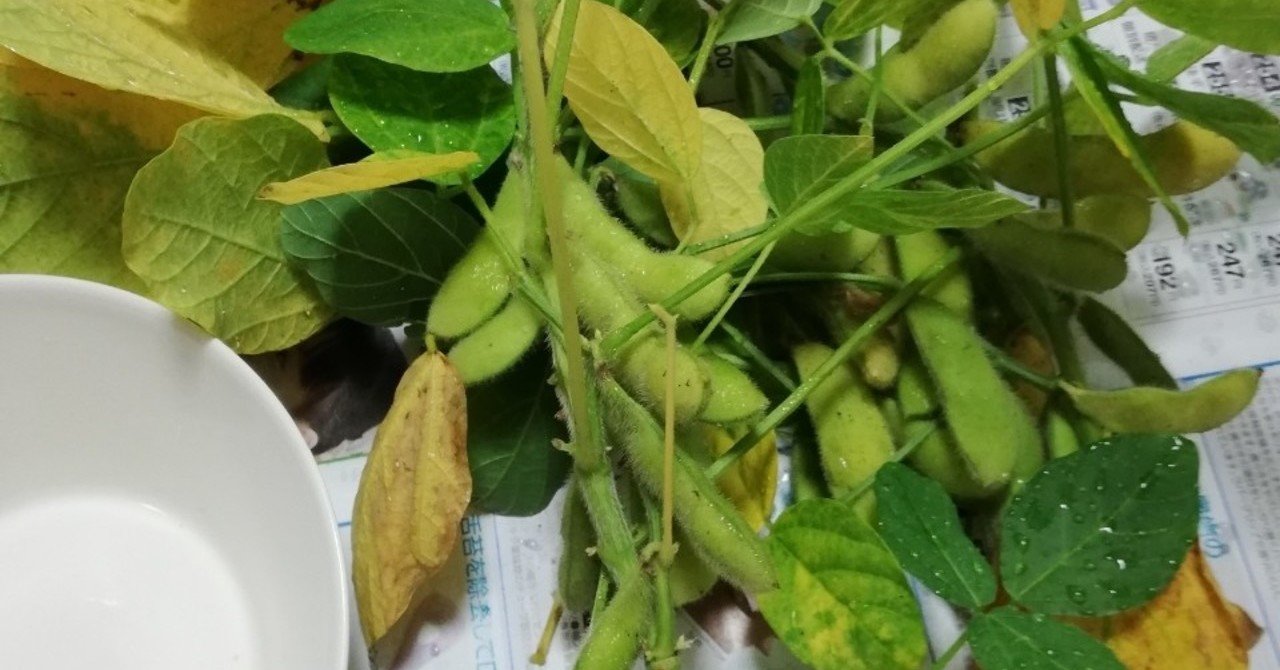 Vol 60 枝豆の収穫 プランター野菜道 オットが家事 育児に精を出してみた オットセイ オットが家事 育児に精を出してみた Note Vol 60 枝豆の収穫 プランター野菜道 オットが家事 育児に精を出してみた オットセイ オットが家事 育児に精を出してみた Note