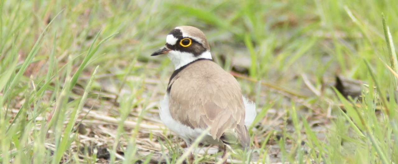 大物すぎる7歳男児 楓 Note