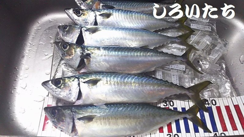 アジュール舞子 夜釣り の大サバ しろいたち流 の釣り方 しろいたち Note