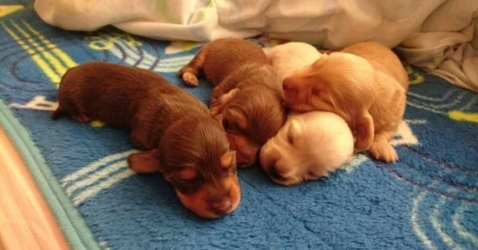 犬の飼育費用はどれぐらいかかる 犬の飼い主サポートのplam Note