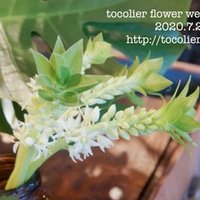 3月の花紹介 ブルースター オキシペタラム ピュアブルー Tocolier Note 3月の花紹介 ブルースター オキシペタラム ピュアブルー Tocolier Note