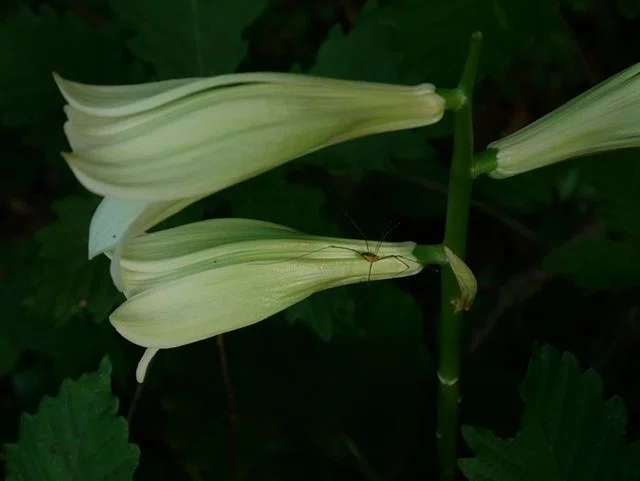 森の宝物、オオウバユリ｜松田真枝