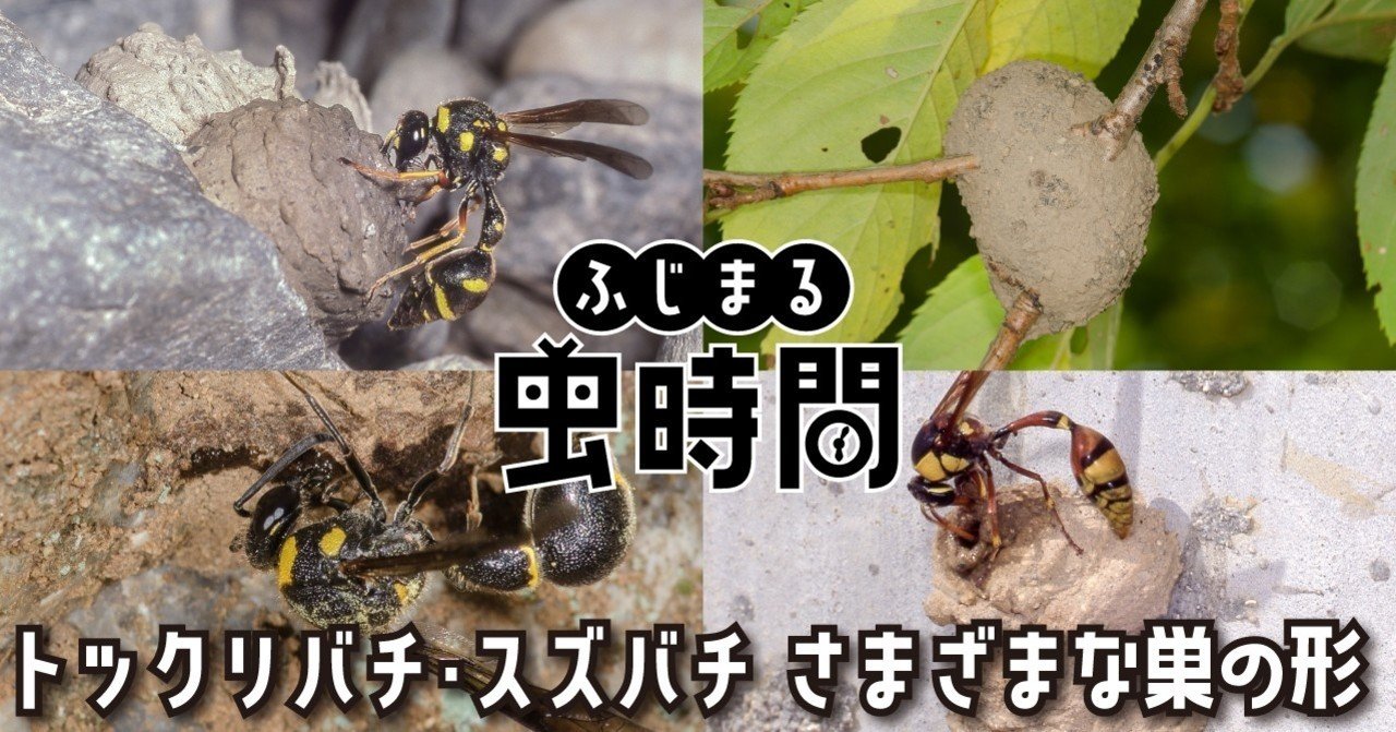 ふじまる虫時間 第４限 トックリバチ スズバチさまざまな巣の形 映像制作会社つばめプロ Note