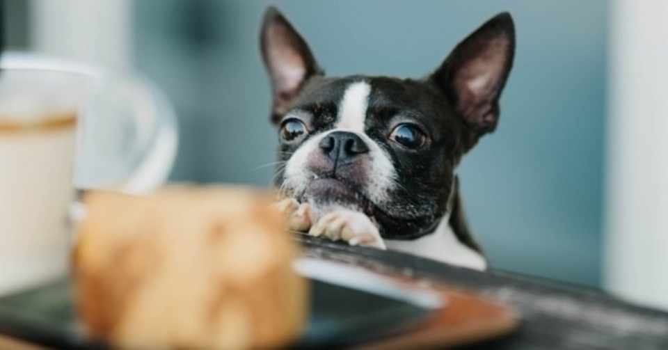 犬の食費はどれぐらいかかる 犬の飼い主サポートのplam Note