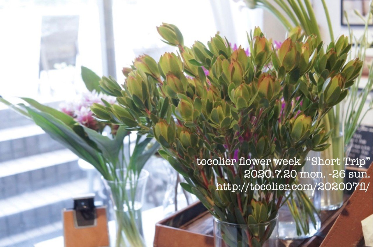 ❇️リューカデンドロン ブラッシュ❣️希少 ドライフラワー リュウカデンドロン ブラッシュ - ドライフラワー通販 エフスリー