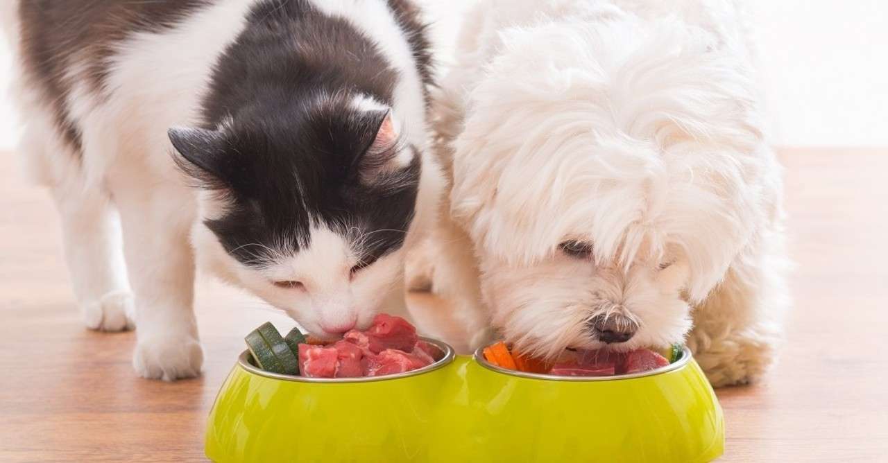 手作り犬ごはん の定番タグ記事一覧 Note つくる つながる とどける