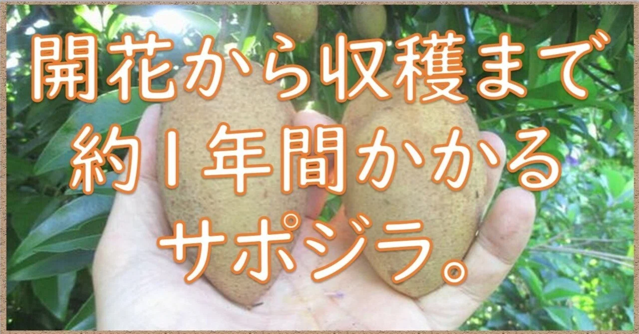 開花から収穫まで約1年間かかるサポジラ。｜沖縄の熱帯果樹専門家