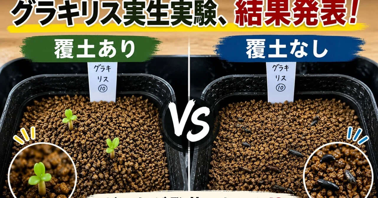 グラキリス実生実験の結果。｜ひじわら