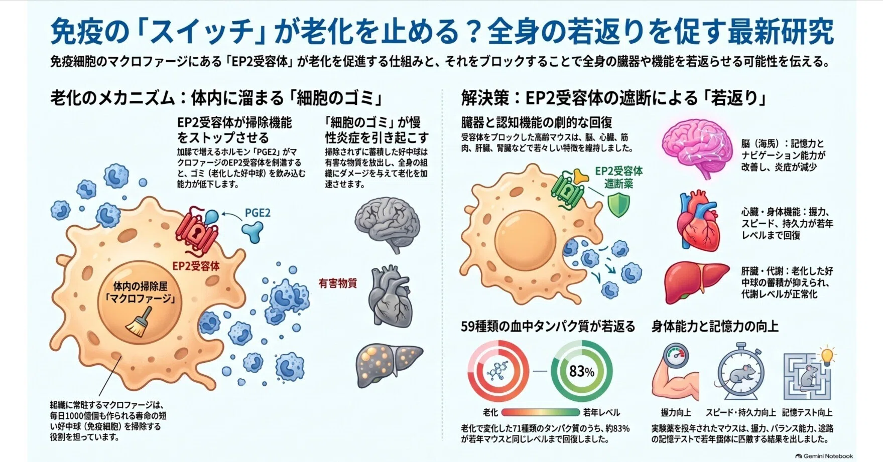 老化した脳や筋肉が劇的に若返る！？最新研究が実証した『免疫リセット