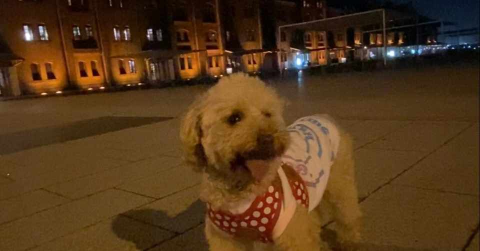 いつもグーグー寝てばかりいる愛犬ラブリの喜びって とも サラリーマン辞められない中年 Note