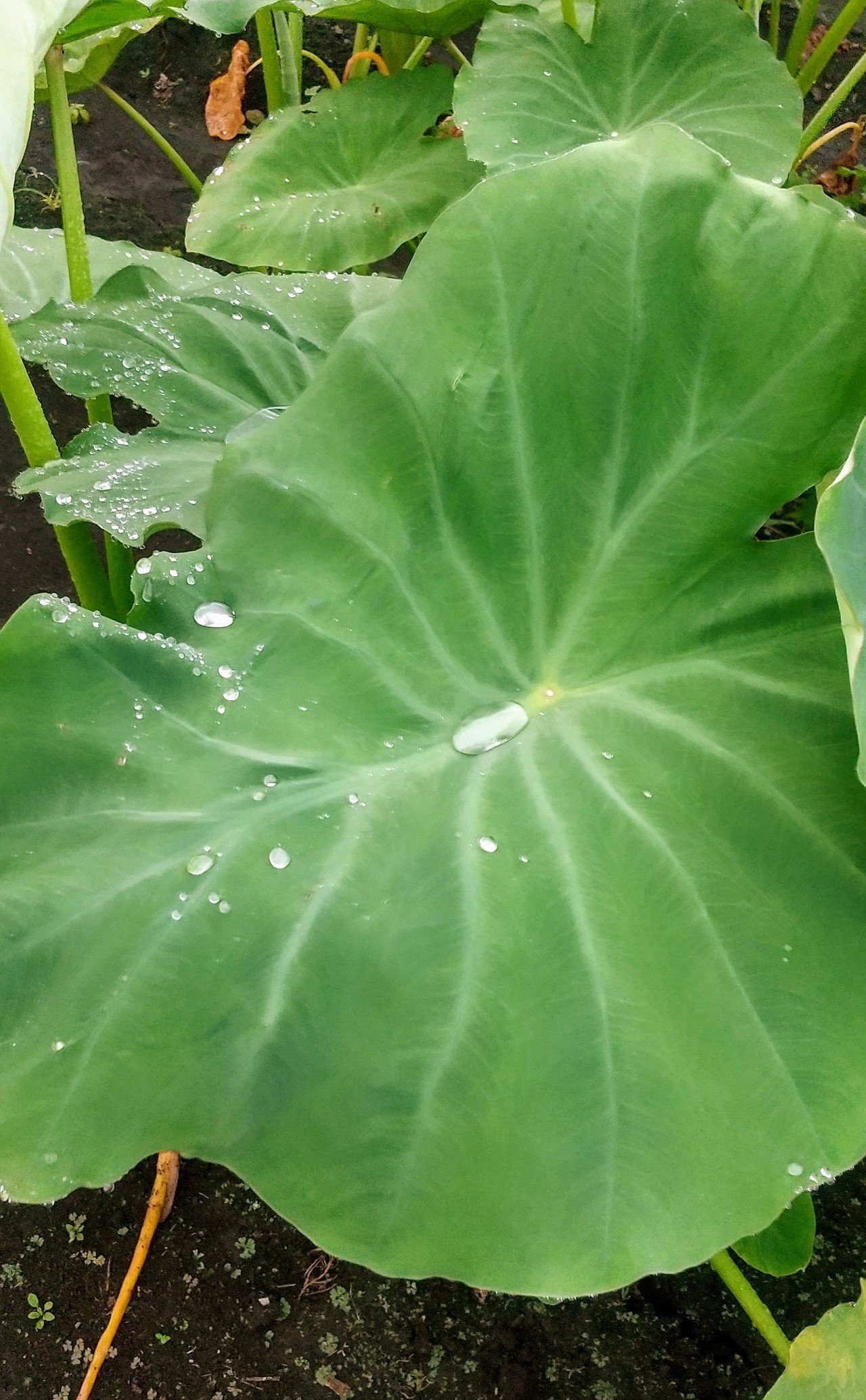 雨で 感染者も激増して もうどこで何をしたらよいのやらわからず １日1回は外気に触れたい長男と近所を散歩 川の水が増えている 小雨に打たれて遊ぶ女子中学生たち 長靴の鳴らすキュッキュッという音 畑の大き ミカジロウ Note