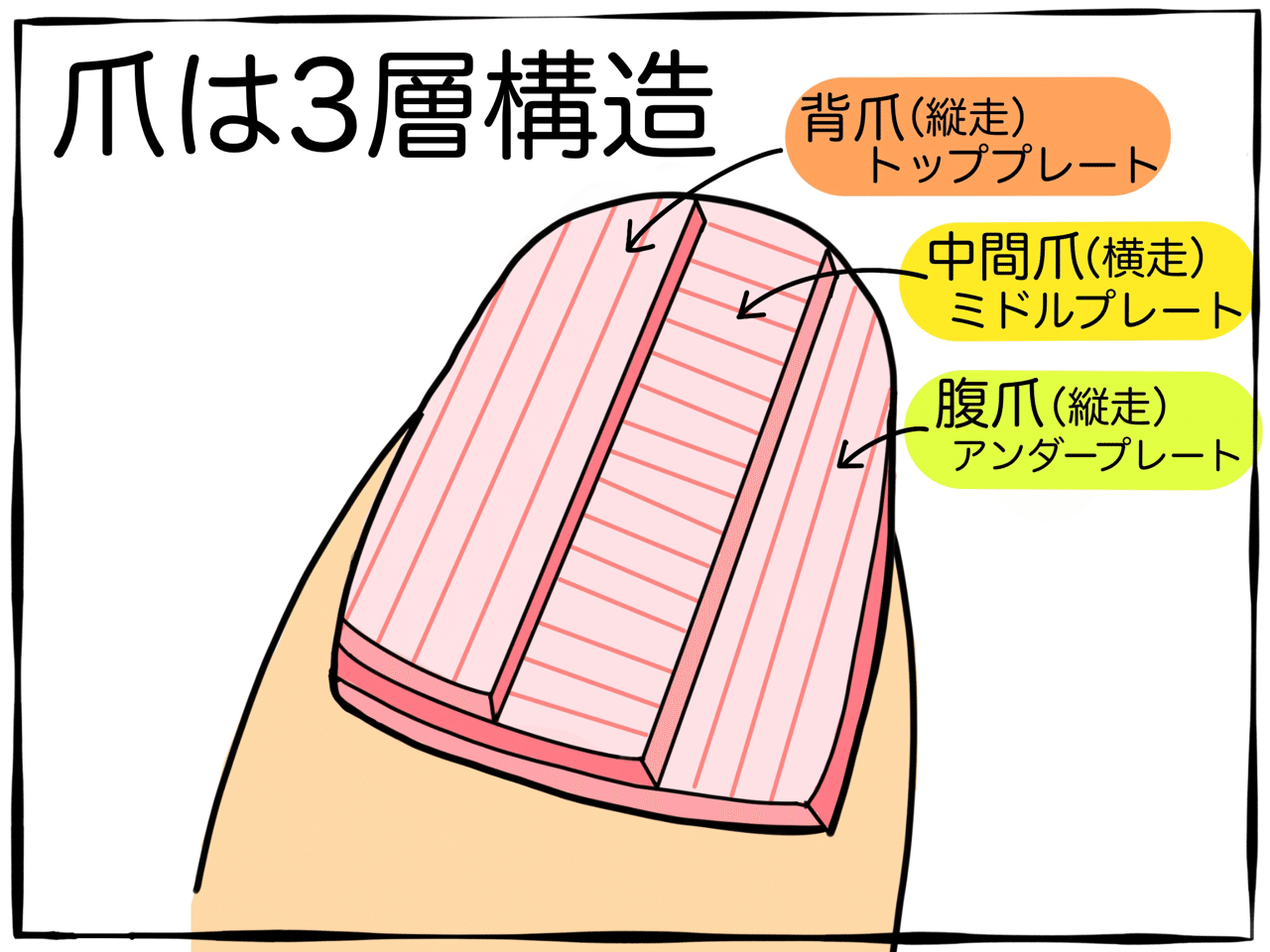 爪の構造 風麗 Note