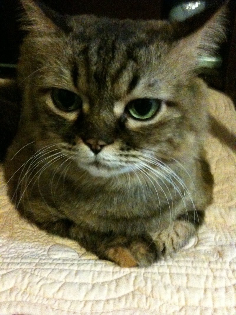 ワガハイたちは猫である名前は以下略 第３回by半澤律子 オカスキ よみものサイト Note
