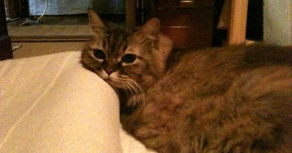 ワガハイたちは猫である名前は以下略 第３回by半澤律子 オカスキ よみものサイト Note