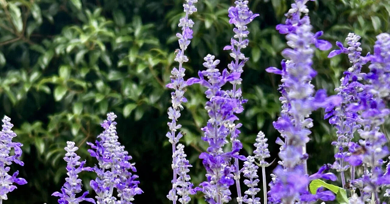 🪽大天使ザドキエル🪽とサルビア🪻の紫の炎のワーク💜で魂の目覚め