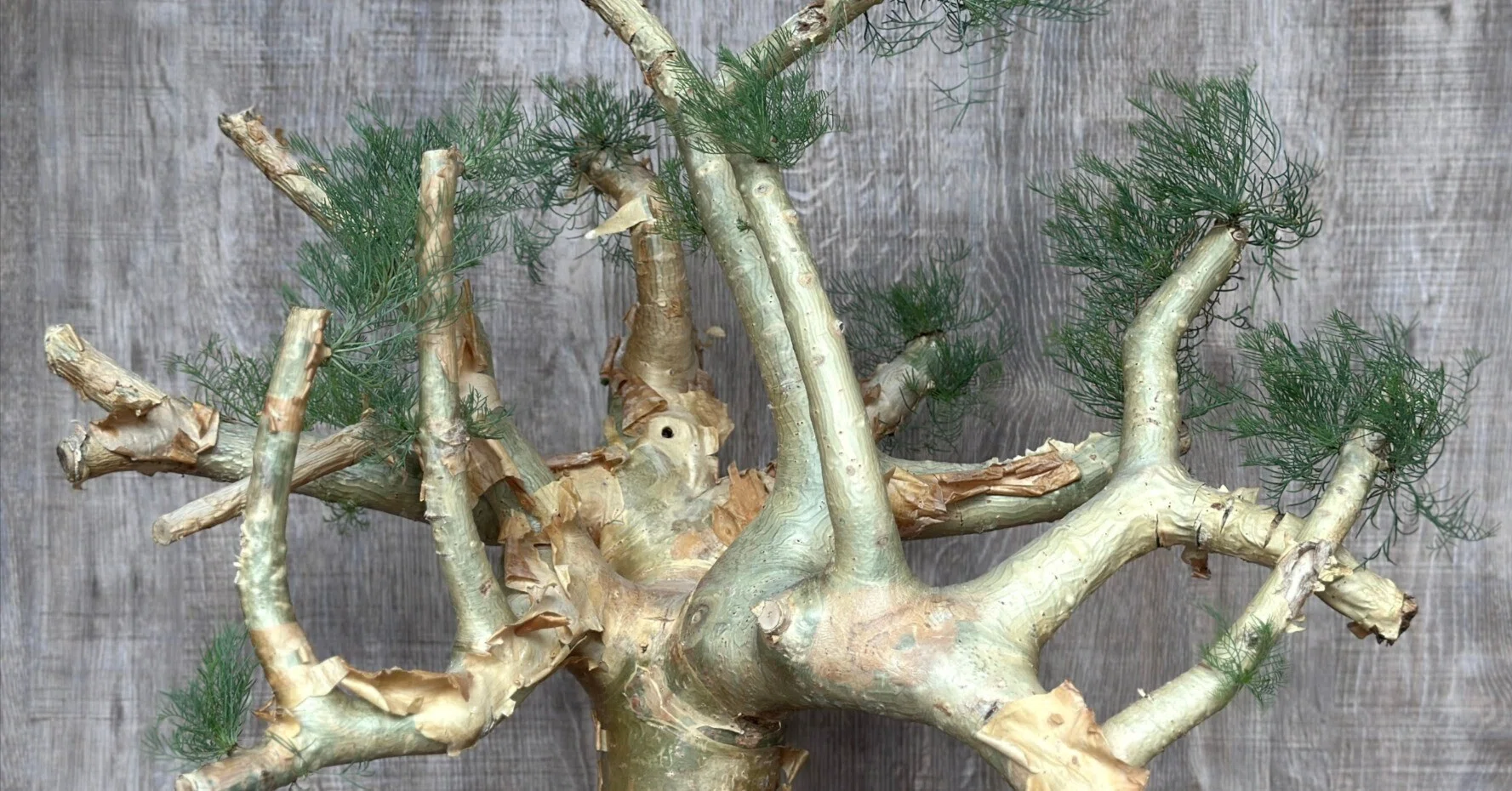 セルフ誕プレ① コミフォラ・クラウセリアナ Commiphora kraeuseliana