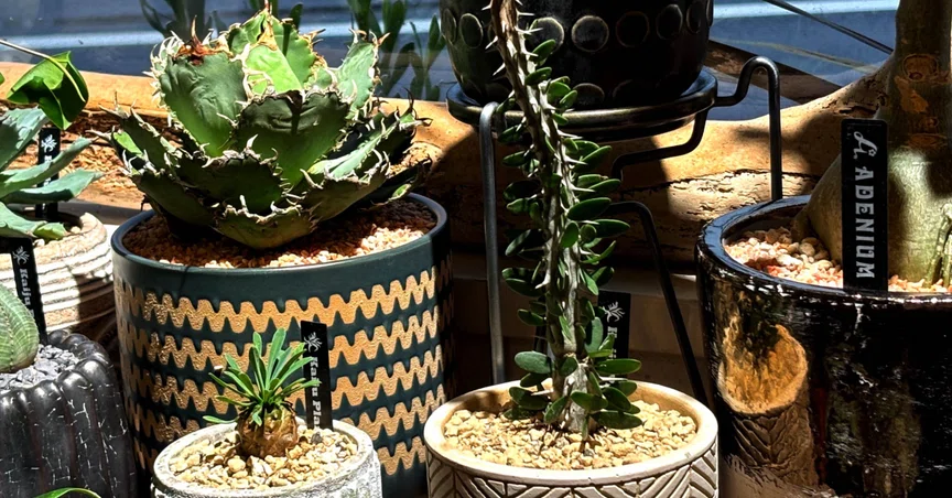 グリーンライフ植物図鑑｜観葉植物・多肉植物・塊根植物など｜GOOD