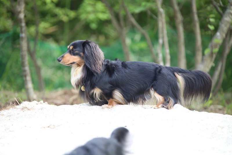 動物とのコミュニケーションに大切なのは見て聞いて触ること 高野 縁 たかのゆかり Note